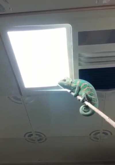 Why use a fly swatters if you can bring a chameleon