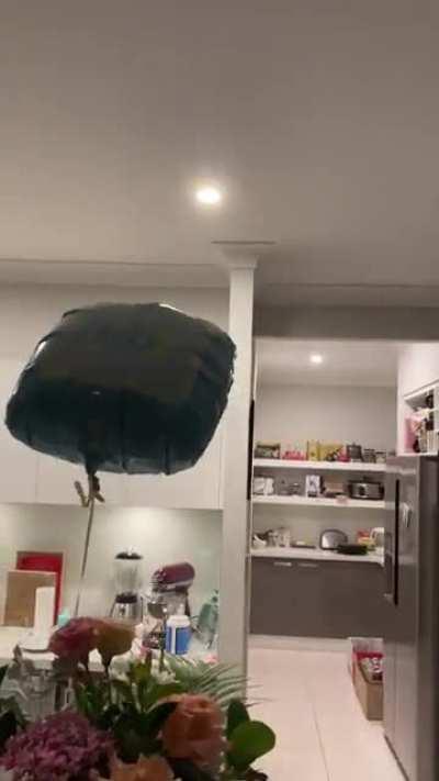 Huntsman spider decided to climb up and take a ride on a balloon. Harmless but scary looking spider, actually just looking for bugs and other spiders to eat. Not really interested in biting people, pretty timid.