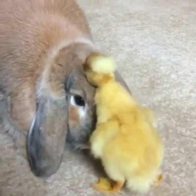 NGL that bunny and duckling are making me feel better about the world in general