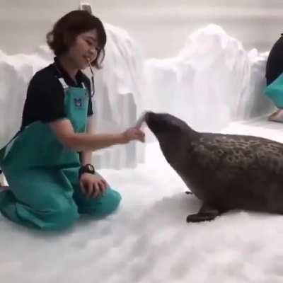 Seals are really just loaves of bread with faces