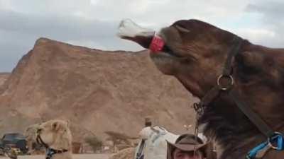 Camel drinking Coke straight from the bottle like a pro! Maybe coca-cola should advertise themselves as camel soda to recover from 4 billion share drop!!