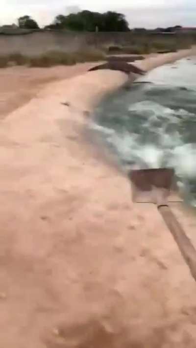 Clearing Crocs with a shovel