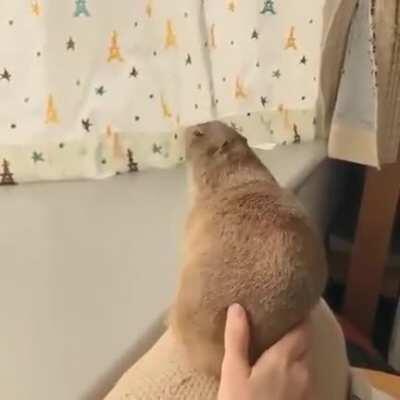 Prairie dog helpfully reminding their human to continue petting them