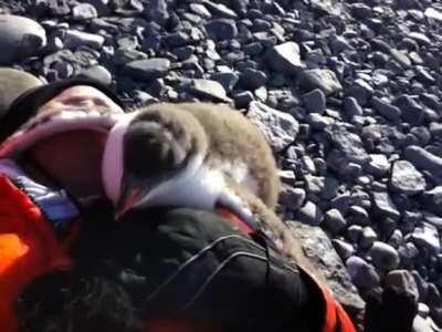 Baby penguin sees human for the first time.