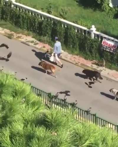 Turkish lady feeding animal in her street.