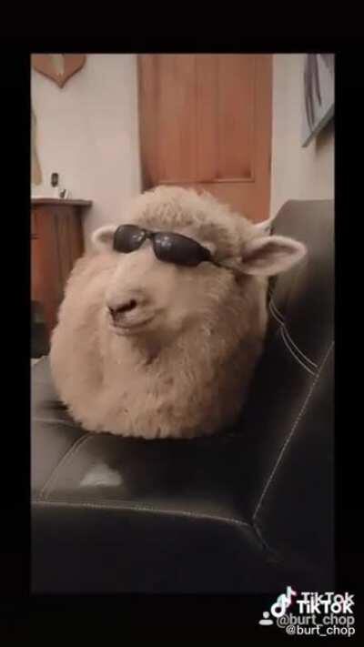 I love sheep