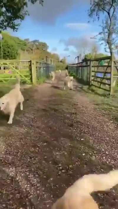 Here come the doggos