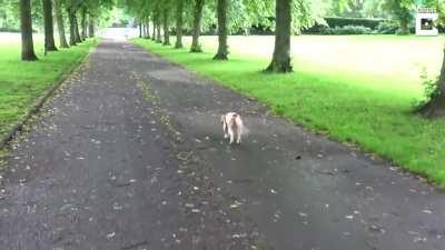 This dog faints everytime it gets exited : Damnthatsinter...