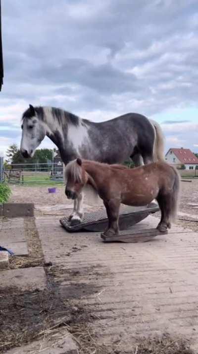 Today I learned that Horses and Ponies like to Horse Around