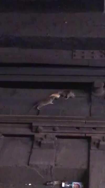 Two Rats Fighting Over A Slice Of Pizza On The Subway