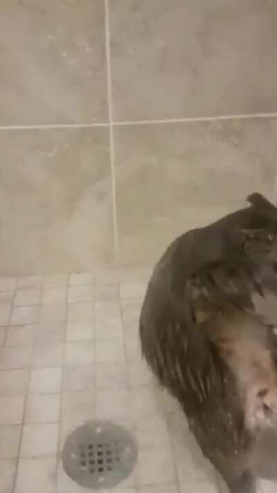 Pussycat Loves Getting Wet