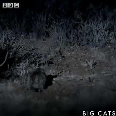 The black-footed cat is the deadliest wildcat in the world. Though they weigh only 2 - 6 pounds, they take down more prey in a single night than a leopard does in 6 months.