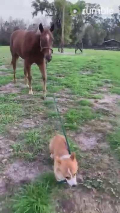 Corgi pulling a horse!