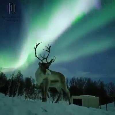 🔥 This reindeer under an aurora