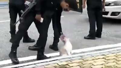 Police can't stop petting cat.