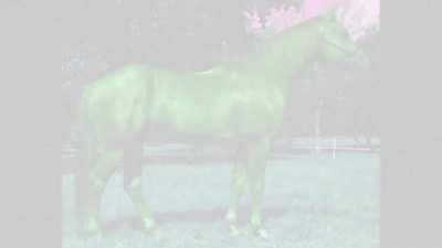 Hothorssex - ðŸ”¥ HORSE : InternetCity || [dd] redd.tube : First Downloa...