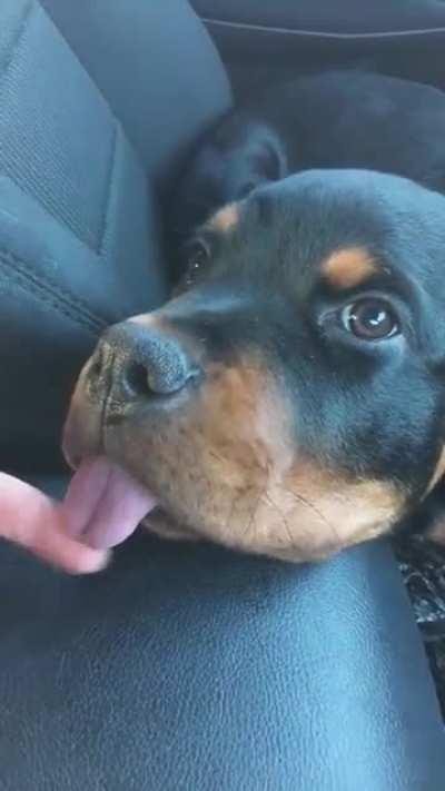 Doggo still learning to control her tongue