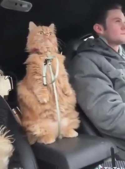 Kitty is concerned about him speeding