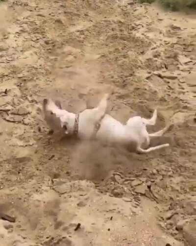 Walter on da beach he do be in the sand doe 😳