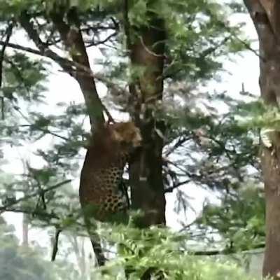 🔥 Leopard jumping from tree to tree