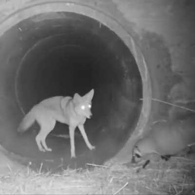 🔥 Coyote and Badger traveling together as hunting partners, an example of Symbiosis between Carnivores.