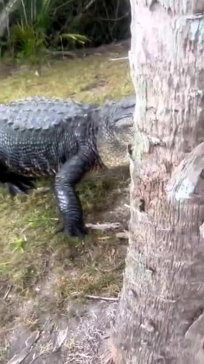 peekaboo with an alligator. Nopeaboo!