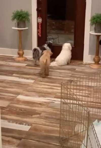 Puppy pranks his siblings