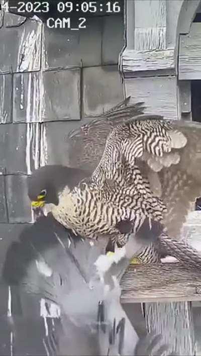 Pigeon haunting a bird's nest