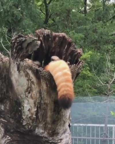 🔥 A very fluffy red panda making themselves comfortable in their tree house