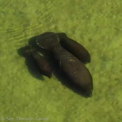 Manatee with twin calves in tow