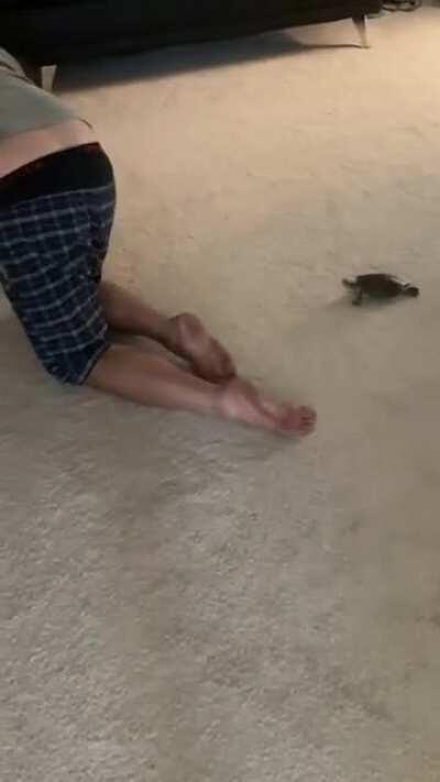 Our turtle LOVES my husband and will follow him around our house