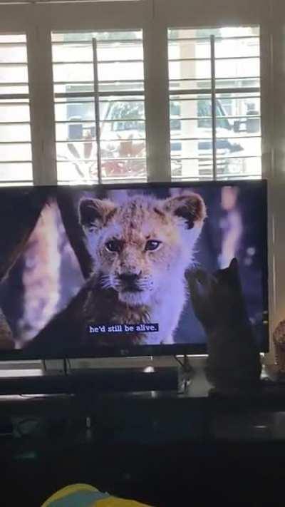 My cat trying to save simba