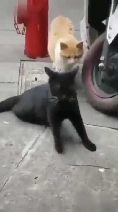 Black cat's wife came back early from work