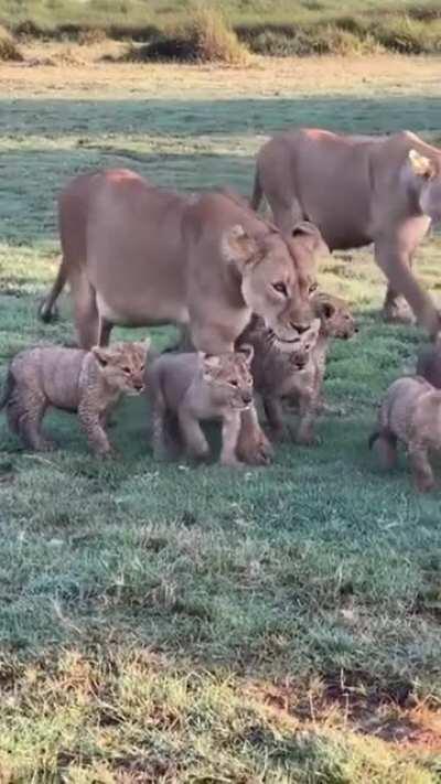 🔥 Lion pride full of cubs passing through in the Tanzanian Serengeti