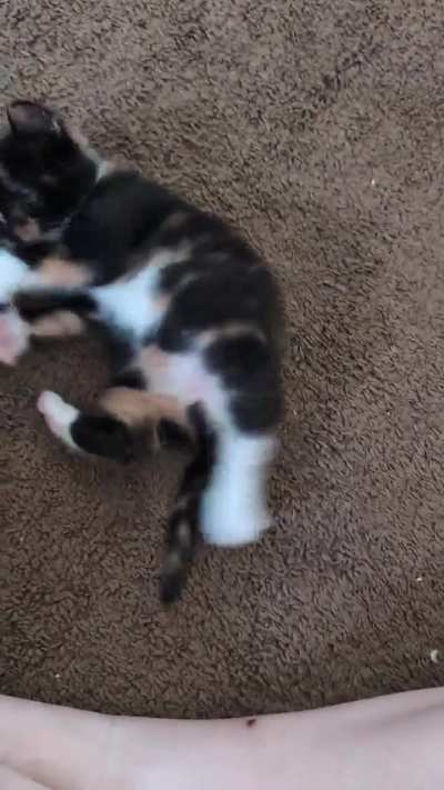 IllegallySmolCats