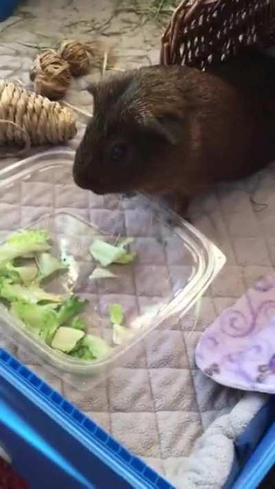 Haiduc has a unique way to eat all the salad 🥗🤣