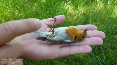 🔥 European robin demonstrates 'apparent death' defence mechanism (thanatosis)