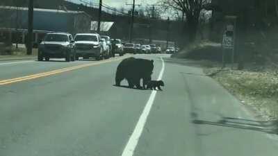 This mother bear doing her best to herd her cubs across the road