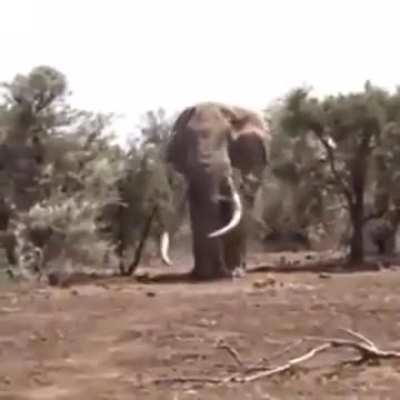 🔥This Elephant in Tanzania is believed to be the biggest in the world right now, weighing in at 8,000kg (17,600lbs)