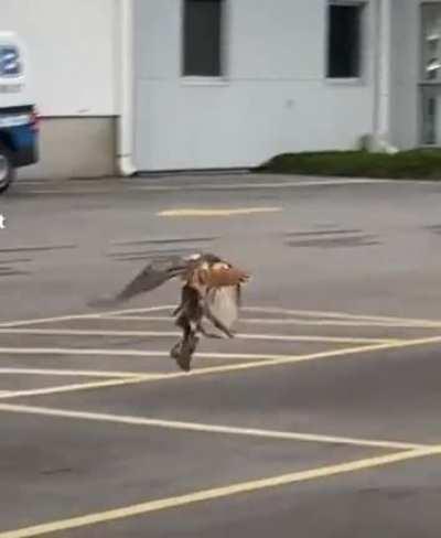 Majestic hawk with heavy prey