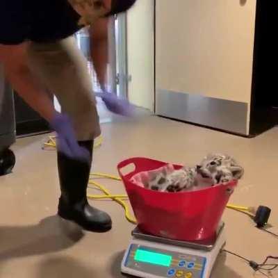 A leopard getting weighed