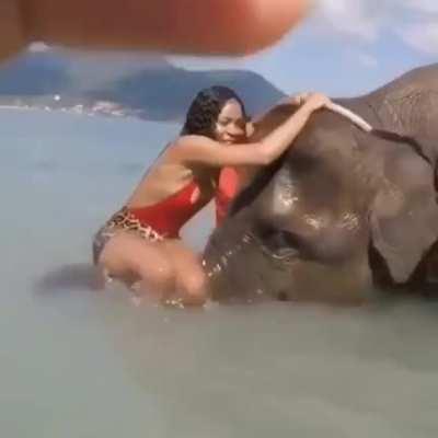 What could go wrong? Climbing on an elephant