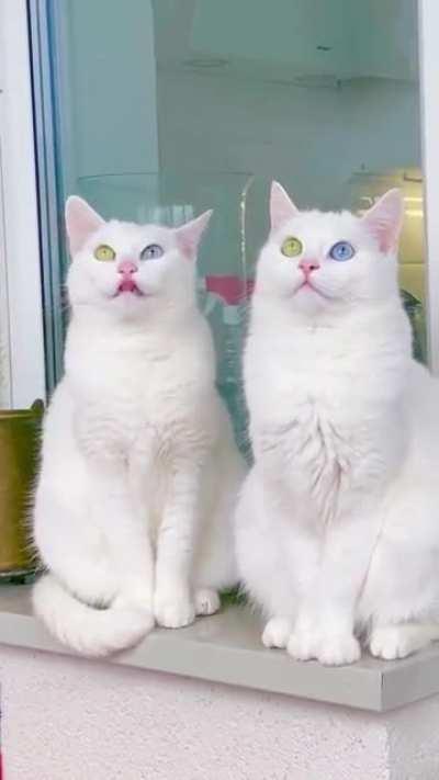 Cat twins