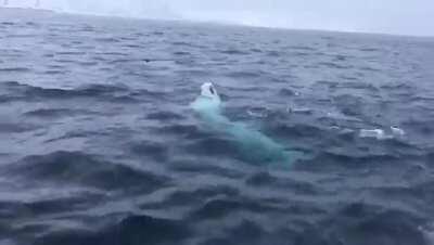 A beluga whale plays to bring the ball in the middle of the ocean.