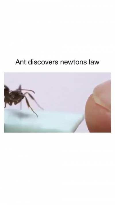 Ant discovers newton law 