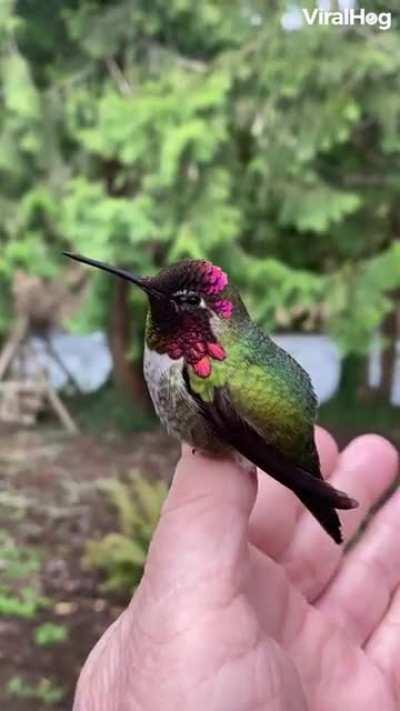 🔥 The stunning colors of the Anna's hummingbird are iridescence caused by light scattering from nanoscale structures within their feathers.