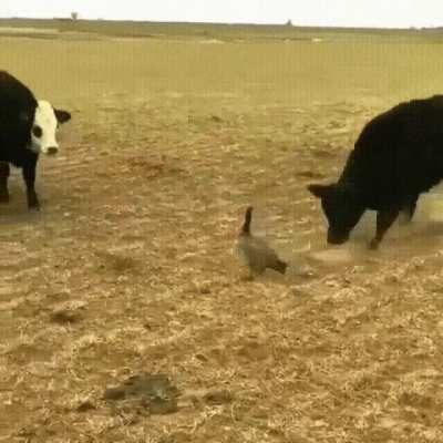 ghajsisisospososowA