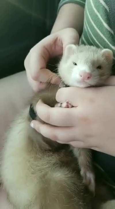 Finn enjoying some after-walk rubs