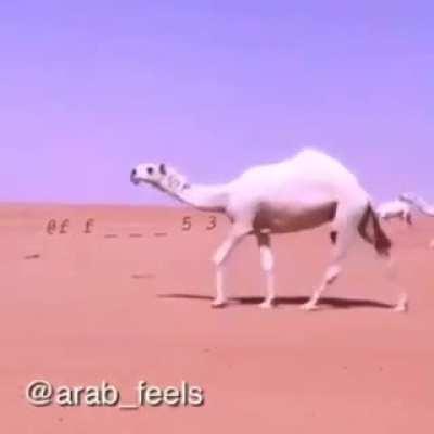 NEW OPERATOR CAMEL???????!?? FORTNITE BTS SEX KEKS ARAB MEME FUNNY 😎😋🥰😘🥵🥵😳😳😳😳😳😳😳😳