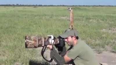 Wildlife photographer attempts to photograph Meerkats.